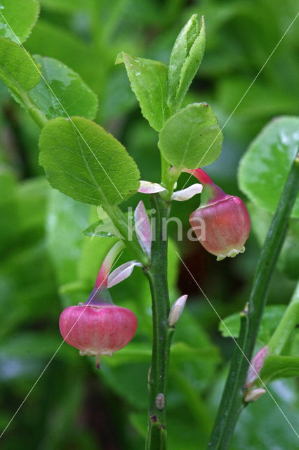 Blauwe bosbes (Vaccinium myrtillus)