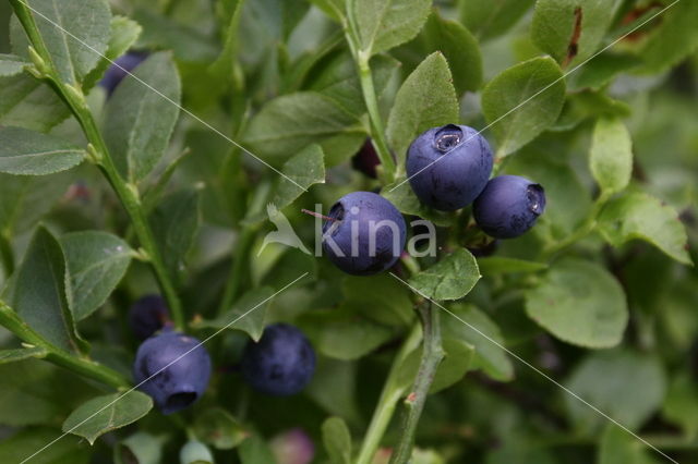 Bilberry (Vaccinium myrtillus)