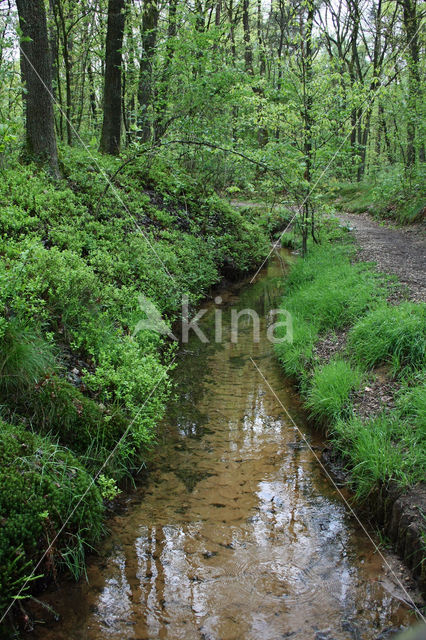 Blauwe bosbes (Vaccinium myrtillus)