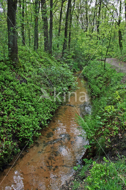 Blauwe bosbes (Vaccinium myrtillus)