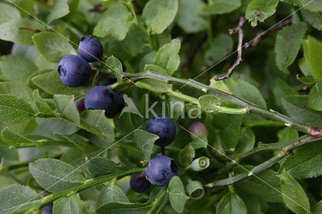 Blauwe bosbes (Vaccinium myrtillus)