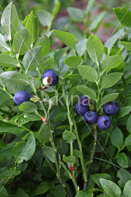 Blauwe bosbes (Vaccinium myrtillus)
