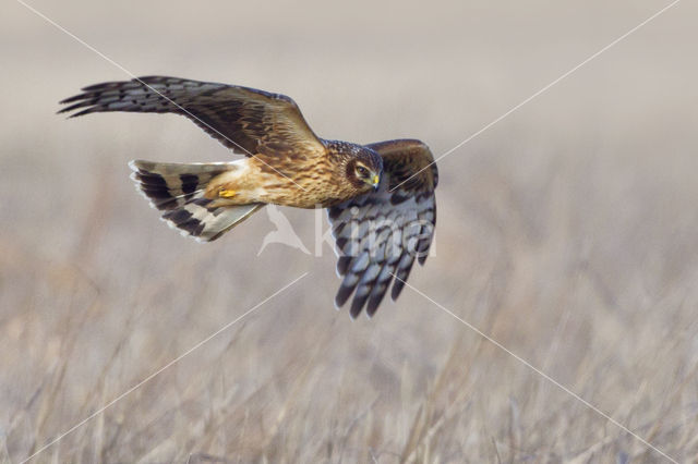 Northern Harrier