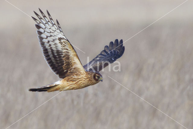 Northern Harrier