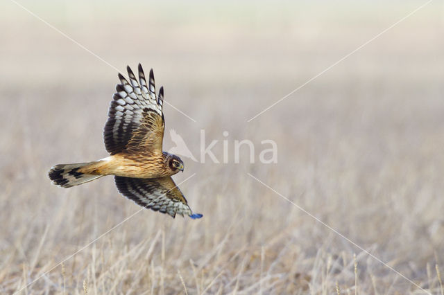 Northern Harrier