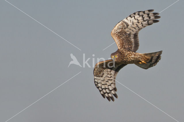 Northern Harrier