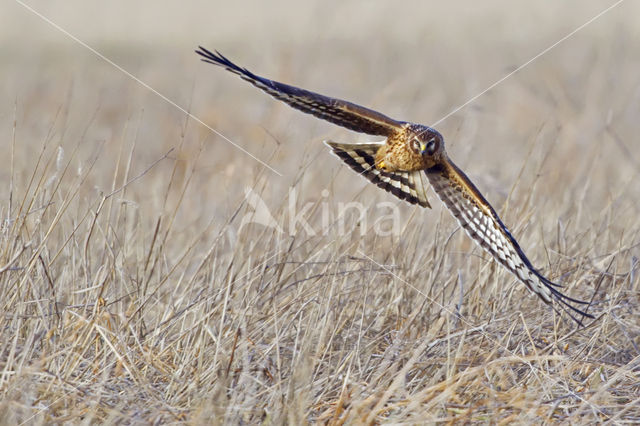 Northern Harrier