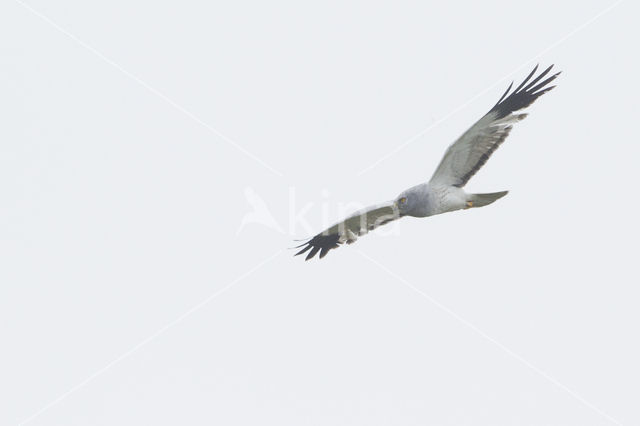 Northern Harrier