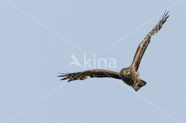 Northern Harrier