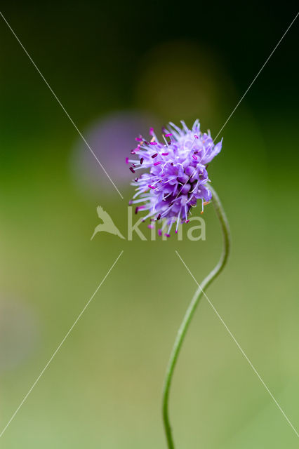 Blauwe knoop (Succisa pratensis)