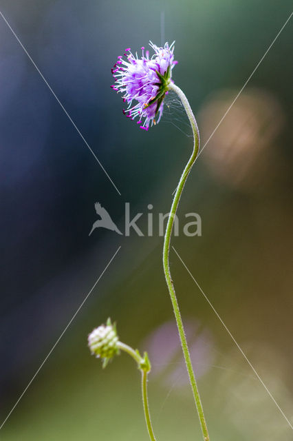 Blauwe knoop (Succisa pratensis)