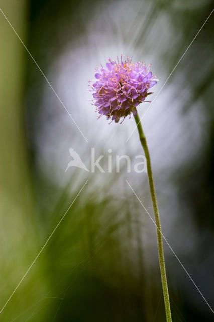 Blauwe knoop (Succisa pratensis)