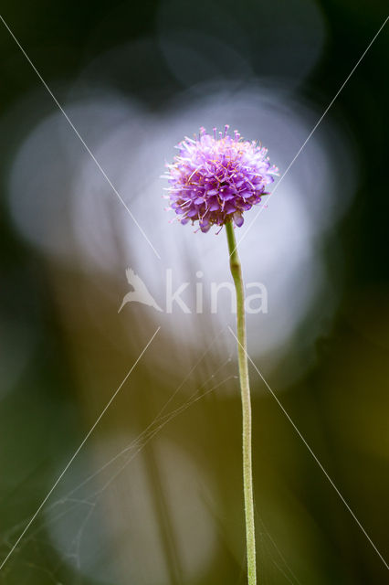 Blauwe knoop (Succisa pratensis)