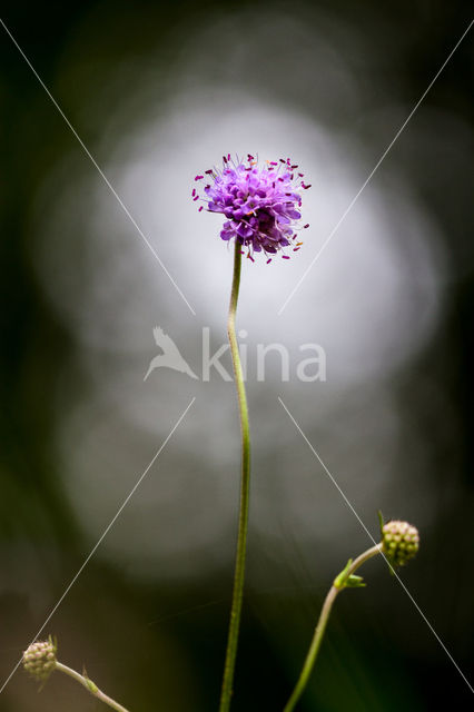 Blauwe knoop (Succisa pratensis)