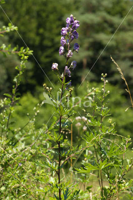 European Monkshood (Aconitum napellus)