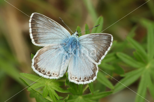 Bleek blauwtje (Polyommatus coridon)