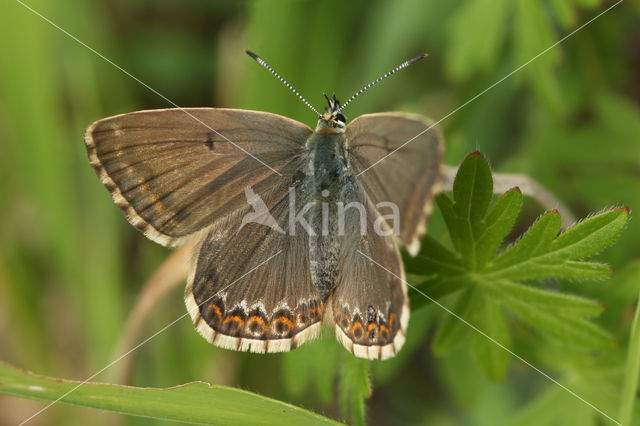 Chalk Hill Blue (Polyommatus coridon)