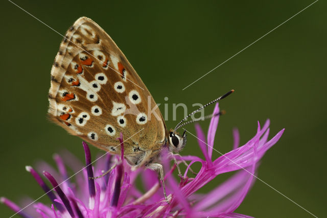 Chalk Hill Blue (Polyommatus coridon)