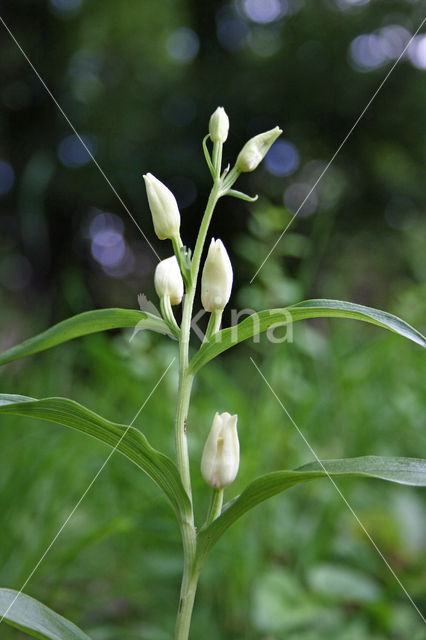 Bleek bosvogeltje (Cephalanthera damasonium)