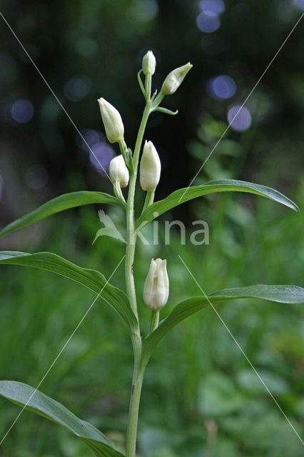 Bleek bosvogeltje (Cephalanthera damasonium)