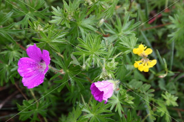 Bloedooievaarsbek (Geranium sanguineum)