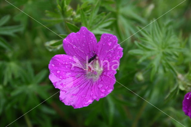 Bloedooievaarsbek (Geranium sanguineum)