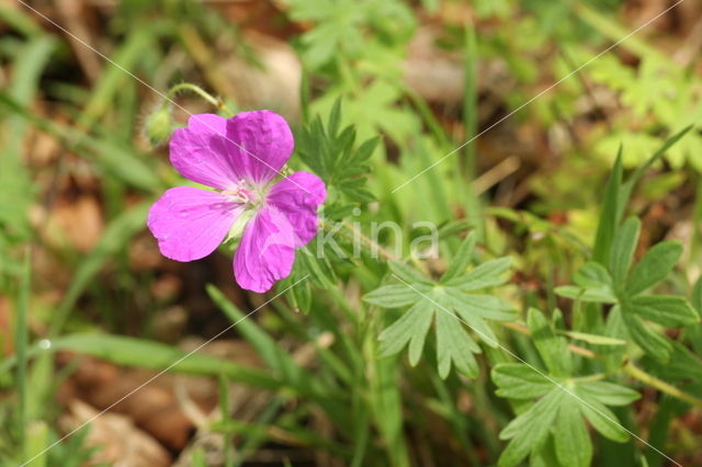 Bloedooievaarsbek (Geranium sanguineum)