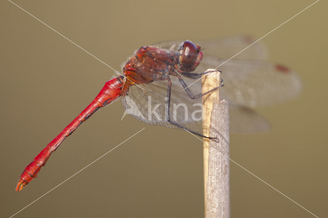 Bloedrode heidelibel (Sympetrum sanguineum)