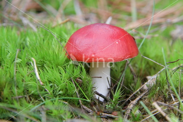 Bloedrode russula (Russula sanguinaria)