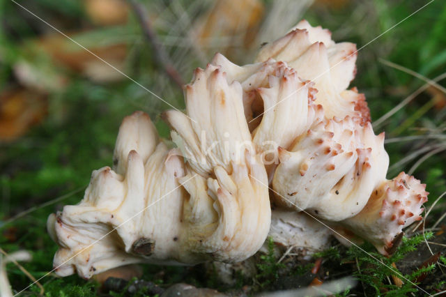 Bloemkoolzwam (Ramaria botrytis)