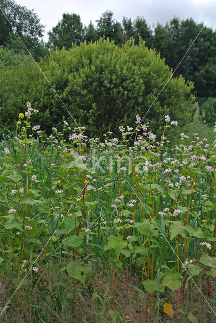 Buckwheat (Fagopyrum esculentum)