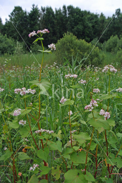 Boekweit (Fagopyrum esculentum)