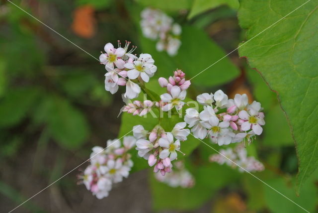 Buckwheat (Fagopyrum esculentum)