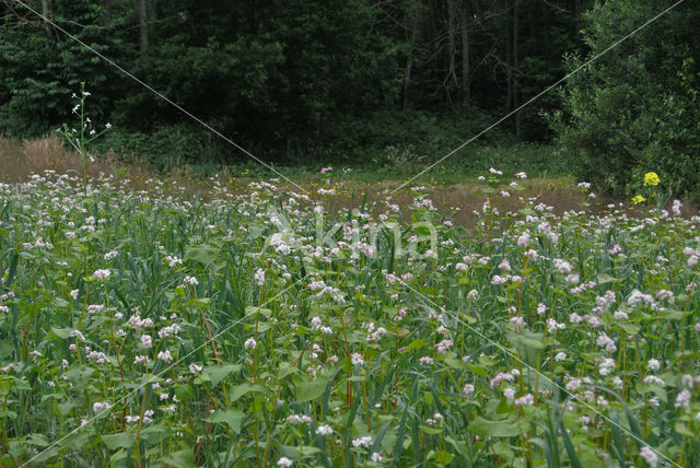 Buckwheat (Fagopyrum esculentum)