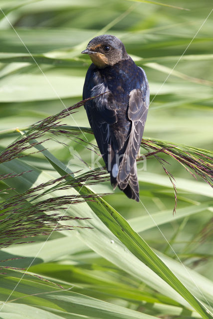 Boerenzwaluw (Hirundo rustica)