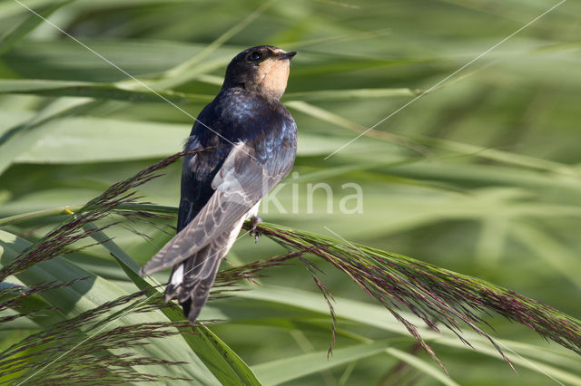 Boerenzwaluw (Hirundo rustica)