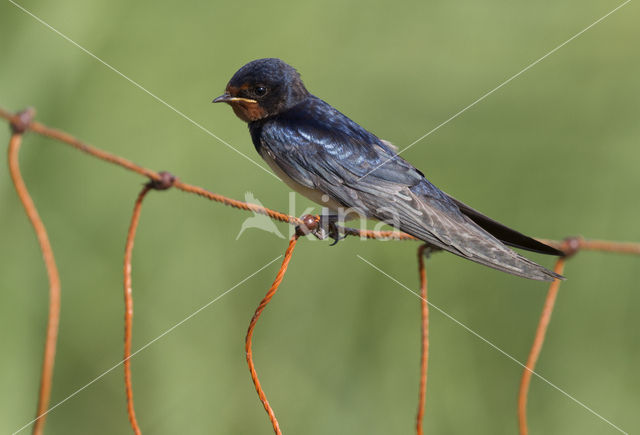 Boerenzwaluw (Hirundo rustica)