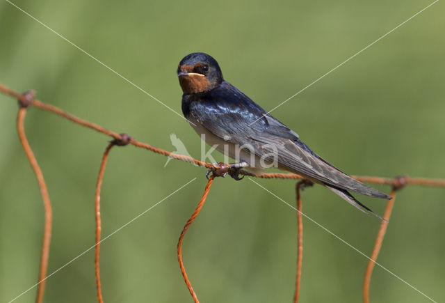 Boerenzwaluw (Hirundo rustica)