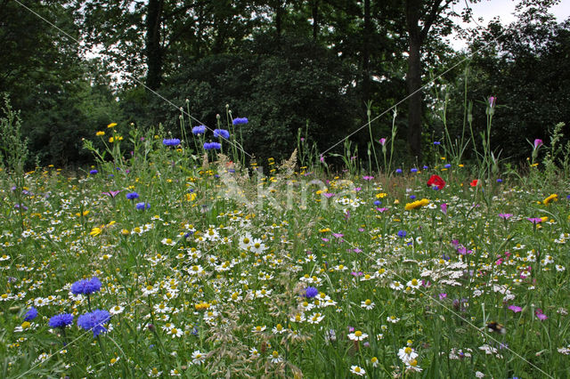 Bolderik (Agrostemma githago)