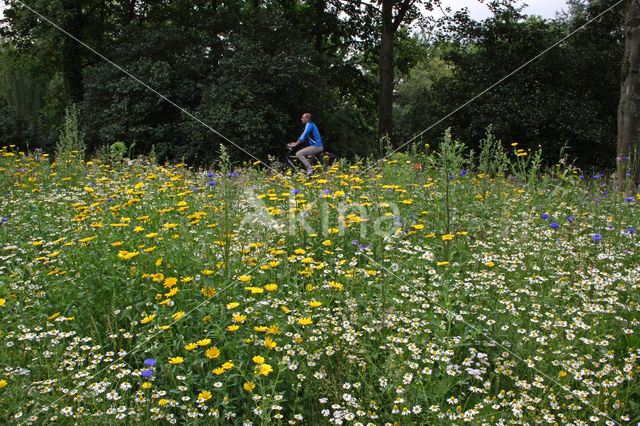 Bolderik (Agrostemma githago)