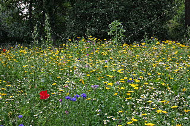 Bolderik (Agrostemma githago)