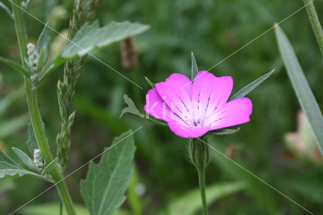 Corncockle (Agrostemma githago)