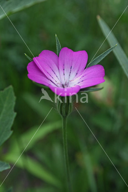 Bolderik (Agrostemma githago)