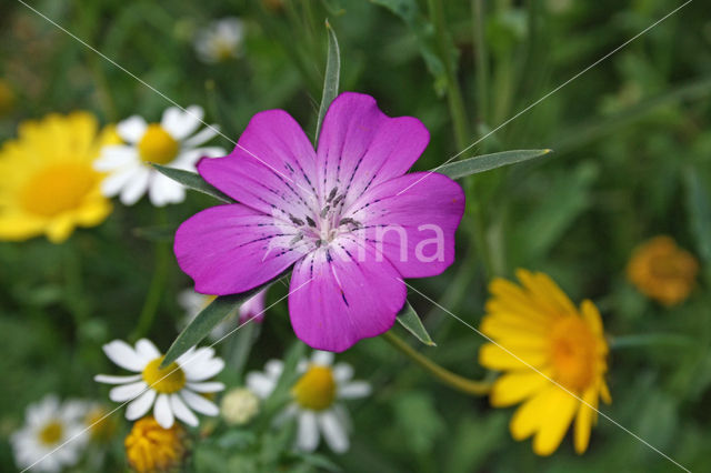 Bolderik (Agrostemma githago)