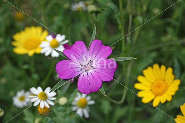 Bolderik (Agrostemma githago)