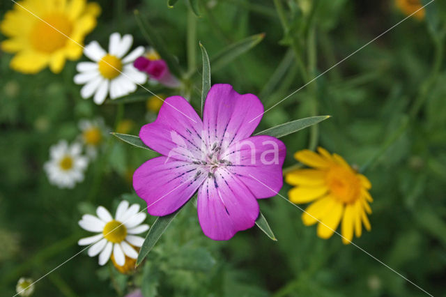 Corncockle (Agrostemma githago)