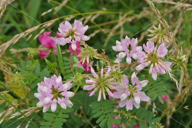 Crown Vetch (Securigera varia)