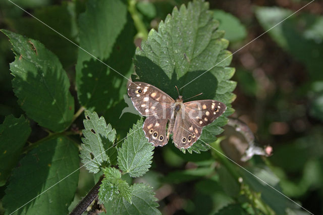 Speckled Wood (Pararge aegeria)