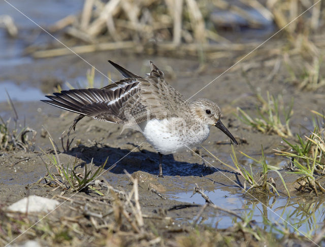 Dunlin (Calidris alpina)