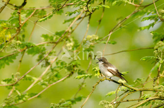 Bonte Vliegenvanger (Ficedula hypoleuca)